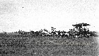 Sopwith Camel #12